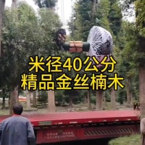 米径40公分精品金丝楠木