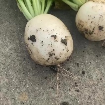 大量出白萝卜