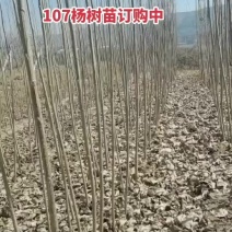107杨树苗