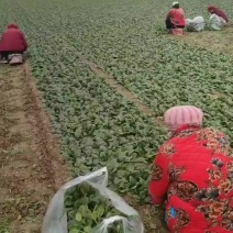 精品小棵趴地菠菜欢迎各位客商一亩田联系
