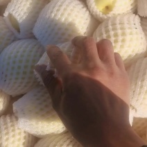 精品黄冠梨二级，景泰县黄冠梨，条山农场，量大可优惠