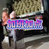 沾化冬枣