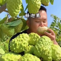 牛奶凤梨释迦果当季热带新鲜现摘番荔枝佛头果孕妇水果整箱批发