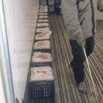 隰县玉露香梨