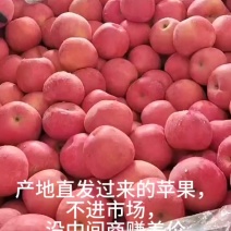 山东红富士I