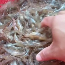 非常漂亮的河虾，每天新鲜大量有货，要的老板找我