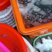 小海虾，新鲜上货，打包入库了，装好一斤一袋，要的找我