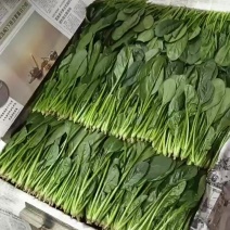 小叶菠菜。17至20厘米，没有虫眼，没有烂叶，没有黄叶。