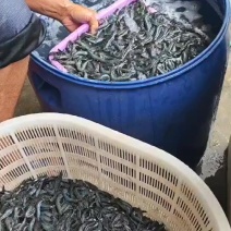 小红虾大量有货，常年有货批发