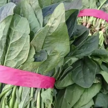大叶菠菜。25至30公分，没有黄叶，烂叶，保证质量。