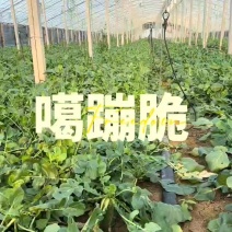 金星萝卜（天星02）专业批发