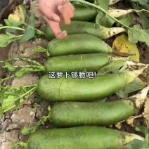 专业批发金星沙窝萝卜