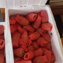 福建漳州珍珠芭乐