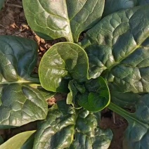 自家种植趴地菠菜30亩出售