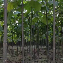 泡桐树苗成年苗基地现挖现发成活高保证正品量大优惠代发