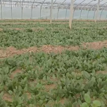 菠菜