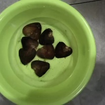 珍珠蚌苗（6-10公分）