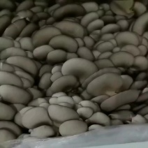 新鲜平菇