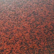 小红草金鱼