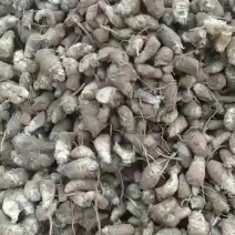 大量供应，改良玄参芽，干净无杂质，保证质量