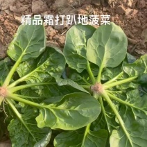 趴地菠菜