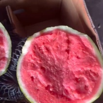 雷州麒麟美都，精品，高次，通货，产区货源充足