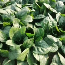 趴地小菠菜