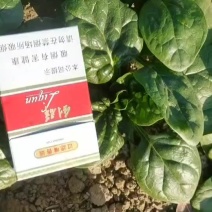 趴地菠菜质量非常好