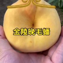 金陵晚毛蟠桃苗，树势中庸，树姿开张，抗性好，易管理，