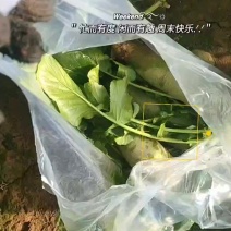 天津金星沙窝萝卜