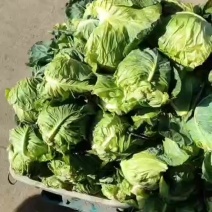 牛心菜