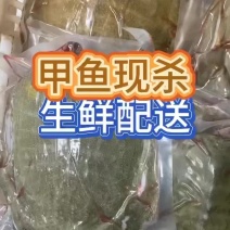 【炖甲鱼】