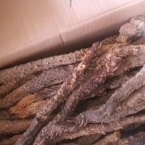新疆肉苁蓉发往全国