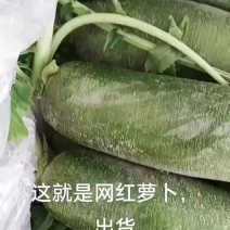 网红沙窝萝卜金星萝卜专业批发真正的沙窝萝卜赛鸭梨