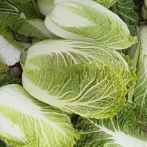 黄心大白菜