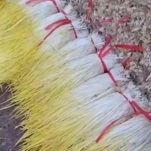 持续发货中，优质蒜黄大量上市