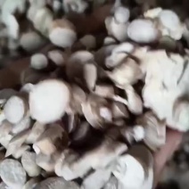 白芍统装白芍特价
