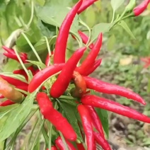 朝天椒