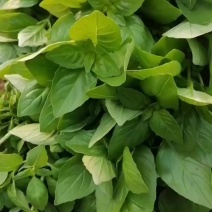 大叶荆芥