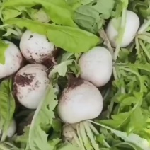 精品园萝卜