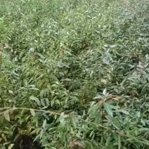 高产木姜子苗规格齐全大量有货成活率高