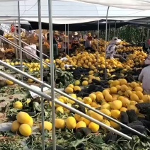 金色年华哈密瓜