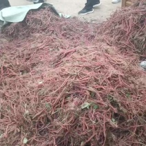 丹参段丹参苗