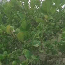 广东江门香水柠檬