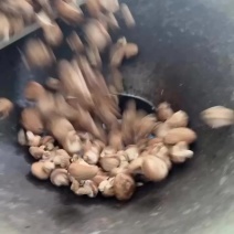 赶大集的通货，白，小明叫漂亮