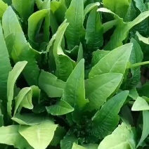 邯郸永年油麦菜/颜色油亮卖相好/价格合理质量优/全国发货