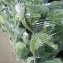精品苞菜大量上市中，大量供应，散装，袋装，兰州包。