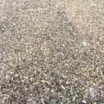 白术籽