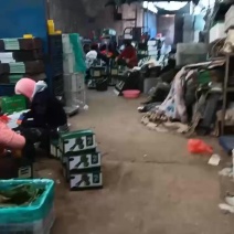有需要沙窝萝卜的老板可以联系我***********