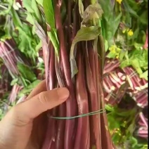 精品红菜苔